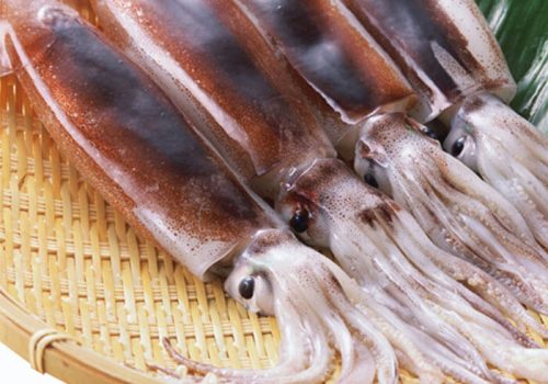 1620985548Illex-Squid