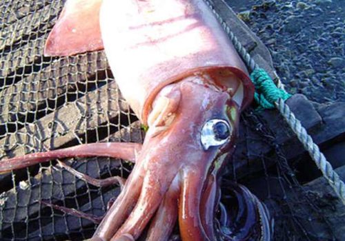 16209865101620985535Giant-Squid