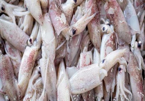 1620991346loligo-squid