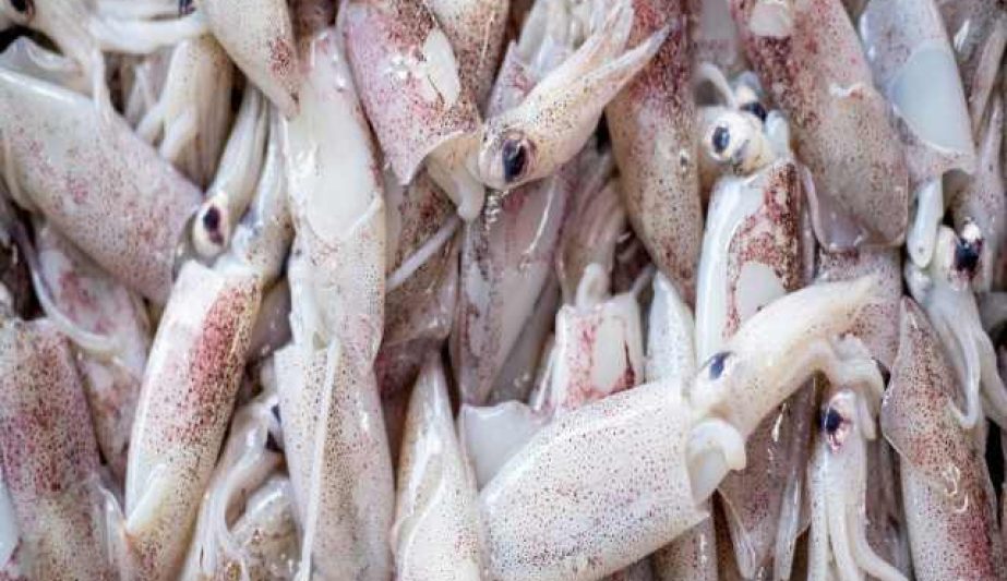 1620991346loligo-squid