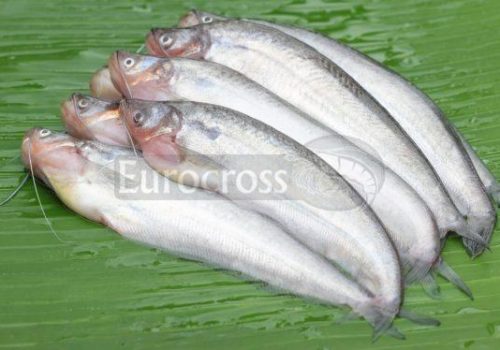 FRESH-PABDA-600x374