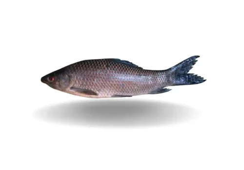 IBCO-Kalibaush