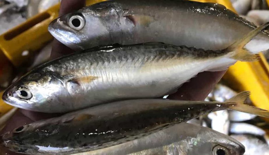 INDIAN-MACKEREL