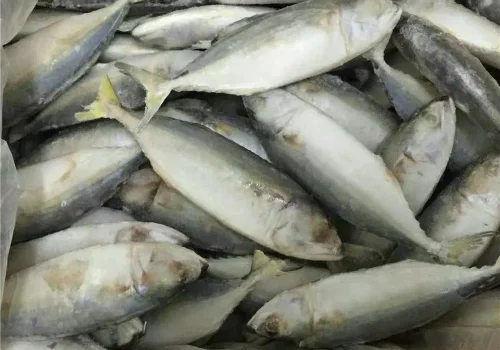 New-Catching-Fish-Indian-Mackerel (3)