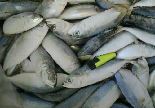 New-Catching-Fish-Indian-Mackerel (4)