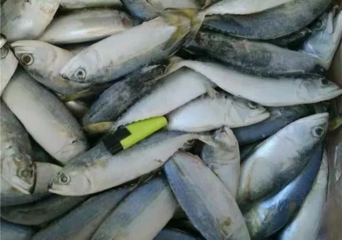New-Catching-Fish-Indian-Mackerel (5)