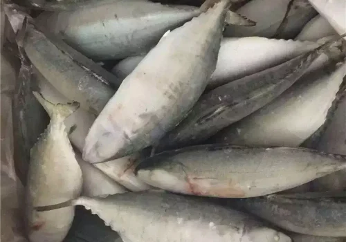 New-Catching-Fish-Indian-Mackerel (7)