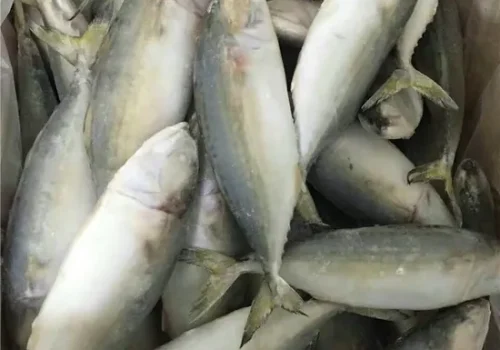New-Catching-Fish-Indian-Mackerel (9)