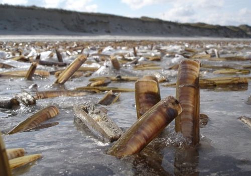 Razor_clams_4x3
