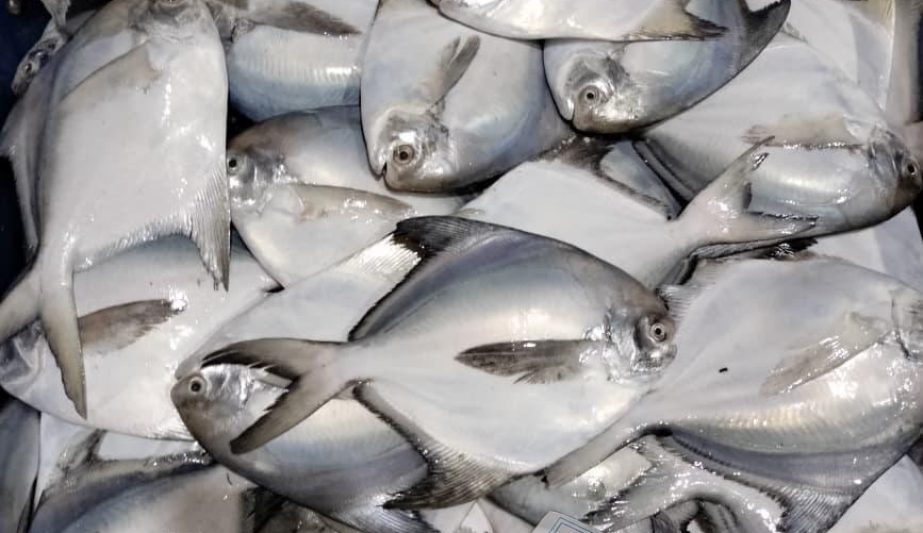 Silver Pomfret