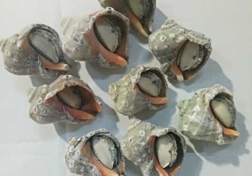 Turkiye-Topshell-Meat-792680