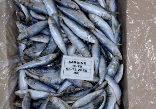 WhatsApp Image 2025-12-05 at 9.21.29 PM