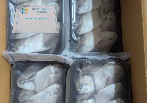 WhatsApp Image 2025-12-11 at 11.55.38 PM (1)