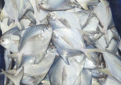 WhatsApp Image 2025-12-11 at 11.55.39 PM