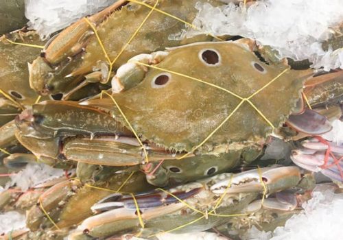 fresh-three-spot-swimming-crabs-displayed-ice-sale-three-spot-swimming-crabs-349691597 (2)