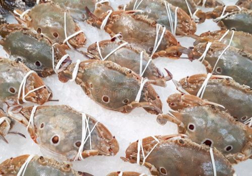 frozen-three-spot-swimming-crabs-frozen-three-spot-swimming-crabs-portunus-sanguinolentus-icy-tray-department-store-103094839