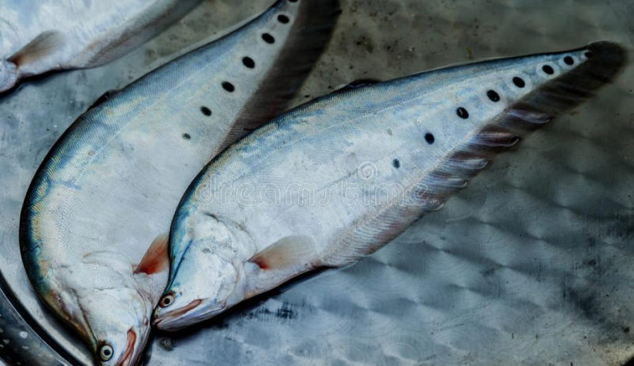 humped-featherback-fresh-water-chitol-fish-southeast-asia-87971045