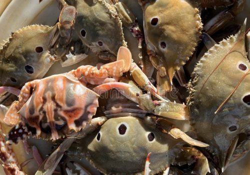 portunus-sanguinolentus-three-spot-swimming-crab-derives-its-name-distinctive-markings-spots-typically-adorn-288407805