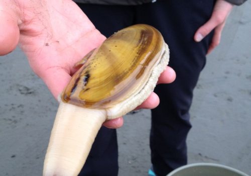 razor-clam