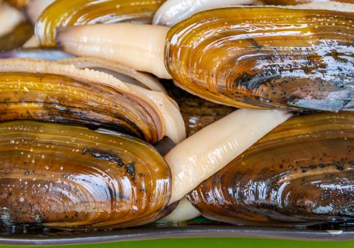 razor-clams-1
