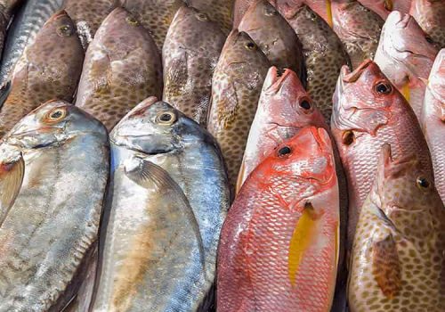 shutterstock-300428111-raw-fish-4-77juy