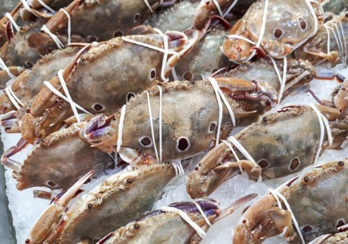 three-spot-swimming-crabs-three-spot-swimming-crabs-ice-stall-99399569